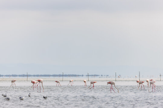 Group of Greater flamingos (Phoenicopterus roseus) in the shallow water of a lagoon in the Camargue, France.