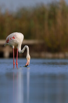 Greater flamingo (Phoenicopterus roseus) feeding in the shallow water of a lagoon in the Camargue, France.