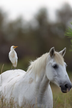 Camargue horse with a cattle egret on the back in the Camargue, France.