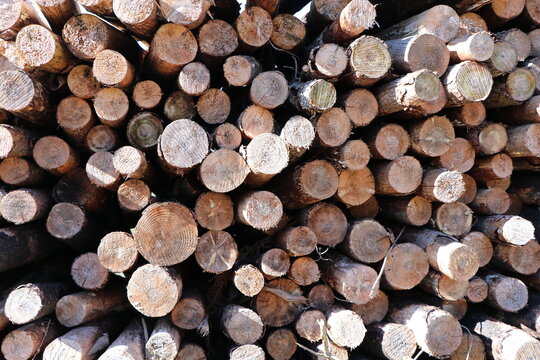 pile of tree logs