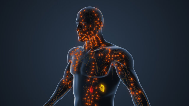 Human lymphatic circulation anatomy medical concept
