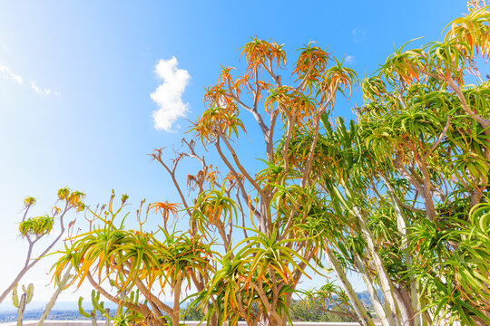 Tree Aloe Arborescens Growing Under Blue Sky at Getty Center