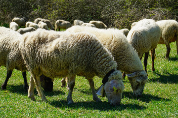 Fototapeta premium Close view of woolly sheep feeding on fresh grass in a rural meadow, highlighting sustainable livestock farming, agriculture, and peaceful countryside life.