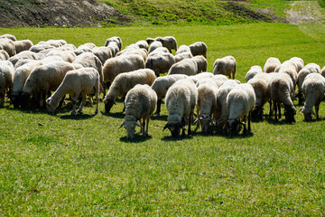 Fototapeta premium Large flock of sheep grazing on a lush green field in rural countryside under bright sunlight. Ideal for agriculture, farming, sustainability, and livestock concepts.