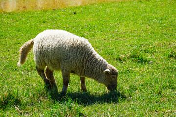 Fototapeta premium Woolly sheep grazing in a lush green field under bright sunlight. Ideal for agriculture, farming, sustainability, rural lifestyle, and nature-themed projects.