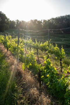 Golden Hour Vineyard