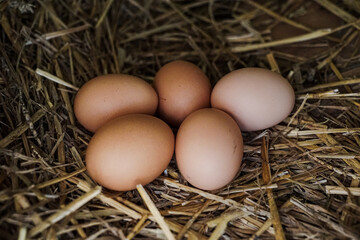 Close-up of fresh brown eggs resting in a straw nest inside a rustic chicken coop, ideal for farm, organic food, agriculture, and sustainable lifestyle concepts. © Duro Mesiar