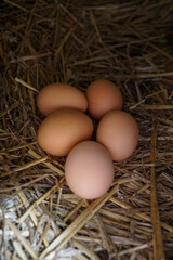 Fresh brown chicken eggs arranged in a straw nest with rustic natural lighting, ideal for organic farming, rural lifestyle, sustainable agriculture, and healthy food themes. © Duro Mesiar
