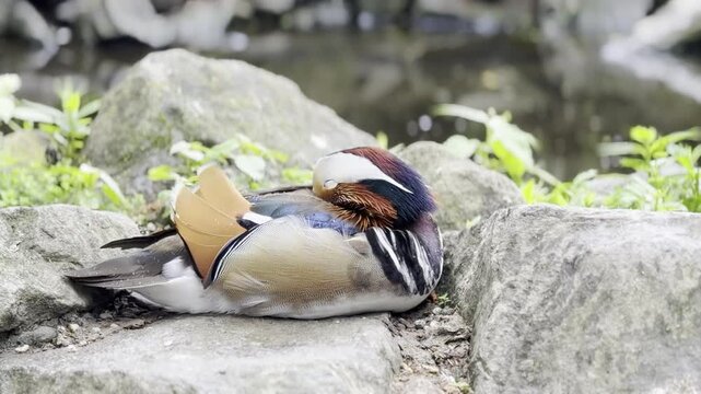 Mandarin duck resting on rocky pond