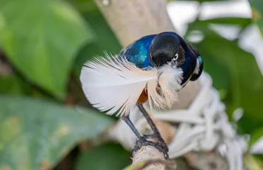 Lamprotornis superbus bird know as superb starling highly colorful, iridescent songbird native to East Africa. holding a feather in the beak © Andrea Izzotti