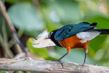 Lamprotornis superbus bird know as superb starling highly colorful, iridescent songbird native to East Africa. holding a feather in the beak © Andrea Izzotti