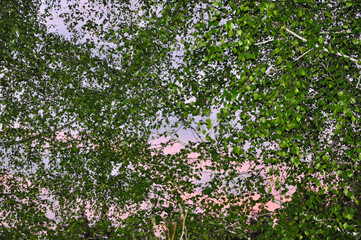 Fototapeta premium Green birch tree leaves and branches against pink sunset sky