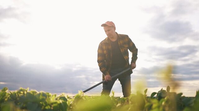 A man works in a field, using a tool to tend to crops. The man wears a cap and a flannel shirt, surrounded by lush green plants and a bright sky.