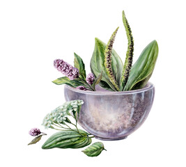 Plantain, yarrow and mint in stone mortar watercolor. Botanical illustration for digestive system medicine packaging, stomach health wellness tea branding, organic remedy container design © AnKa