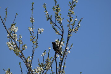 Szpak zwyczajny (Sturnus vulgaris) na gałęzi kwitnącego drzewa owocowego wiosną © Joanna