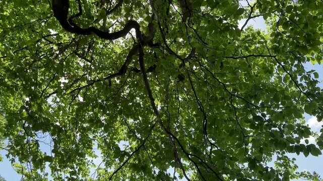 Baum mit Wasserspiegelung