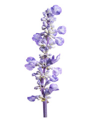 Obraz premium Fresh lavender flower isolated on transparent background with clipping path.
