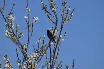 Szpak zwyczajny (Sturnus vulgaris) na gałęzi kwitnącego drzewa owocowego wiosną © Joanna