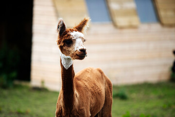 Naklejka premium Alpaca with brown and white fur 