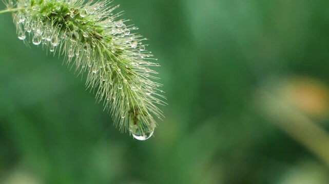 Dew Drops on Green Foxtail Grass