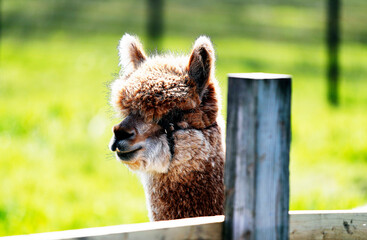 Naklejka premium Alpaca with brown and white fur 