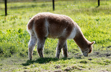 Naklejka premium Brown alpaca grazing green grass in meadow