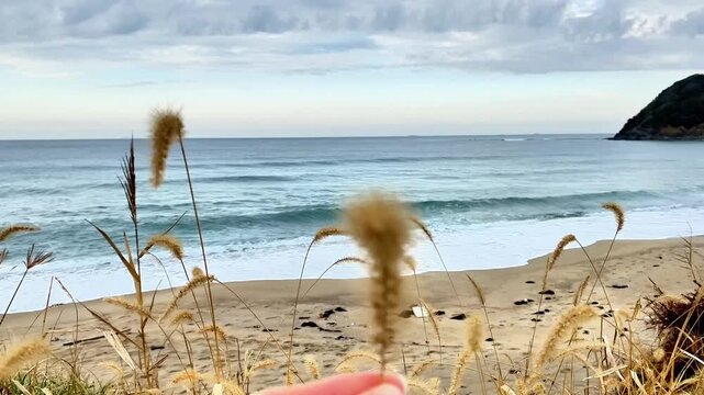  Close-up of a hand holding a foxtail grass stem on a coastal beach.