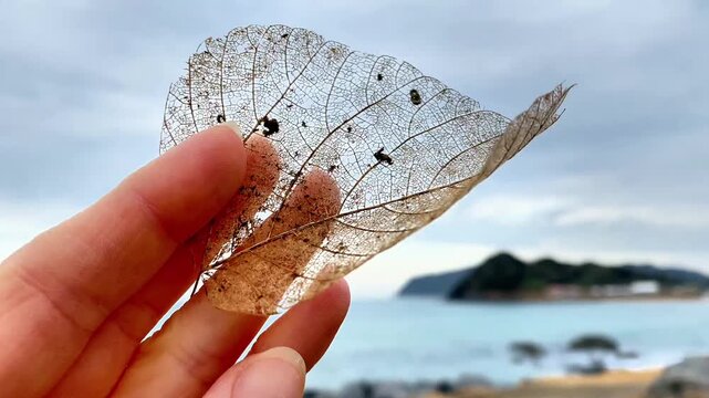  Close-up of a hand holding a transparent skeleton leaf against a coastal background