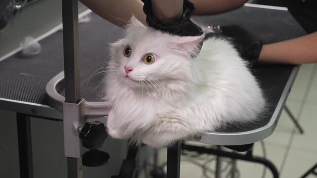 A female veterinarian cuts the claws of a frightened white fluffy cat in a veterinary clinic. We see a close-up of a groomer using a nail clipper to trim the claws of a cat.