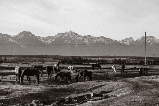 A herd of horses grazes in a small village at the foot of the Sayan Mountains. Tunka, Buryatia 