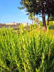 Fototapeta premium field of rosemary 
