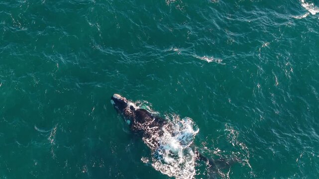 Southern right whale Eubalaena australis (family Balaenidae) surfaces in Golfo Nuevo Patagonia Argentina showing slow swim and breathing behavior typical of calm feeding or transit, drone tracking