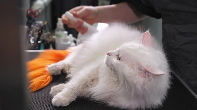 A lady is caring for a white cat, using a hairdryer to dry its fur. The cat's tail has been colored orange. This is a pet grooming establishment.