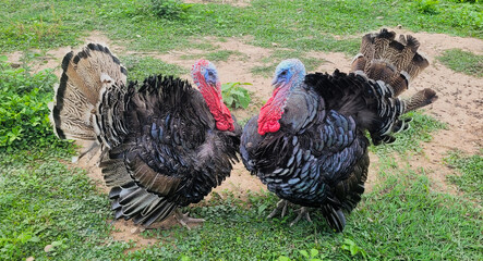Turkeys © idmanjoe