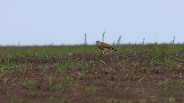 A male common kestrel bird standing on the ground in a field during golden hour and eating a lizard. Wild falcon in a field on a windy spring day. 