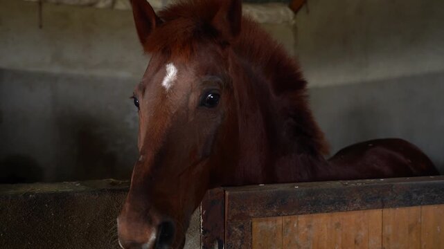 Beautiful chestnut horse standing inside a rustic wooden stable with natural light and countryside atmosphere.