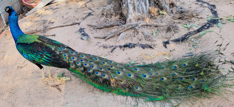 Peacock