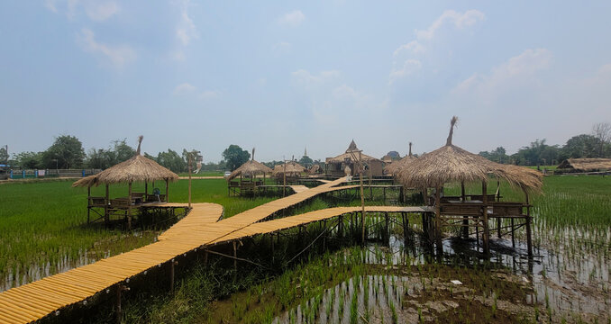 Wooden walk way
