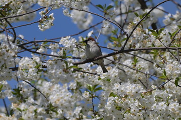 Śpiewający wróbel (Passer domesticus) ukryty wśród białych kwiatów drzewa owocowego czereśni na tle niebieskiego nieba © Joanna
