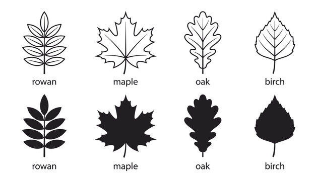 Vector simple outline and silhouette leaf illustrations rowan maple oak birch for natural identification on transparent background.