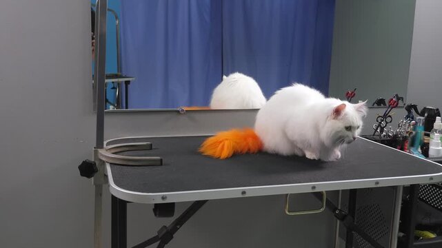 Close-up of a female groomer combing a white fluffy cat with a comb. The cat's tail is painted orange. Modern pet hair coloring at a pet beauty salon.