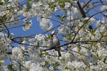Śpiewający wróbel (Passer domesticus) ukryty wśród białych kwiatów drzewa owocowego czereśni na tle niebieskiego nieba © Joanna