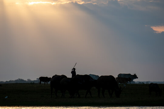Silhouette of a local herder guiding cattle on a field under dramatic crepuscular sun rays.