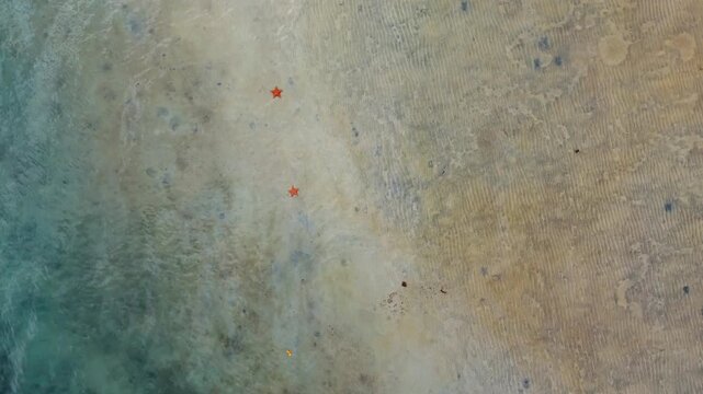 Two Red Starfish on Sandy Shallow Ocean Floor Top View. Two red starfish rest on rippled sandy seafloor visible through shallow turquoise water from above.