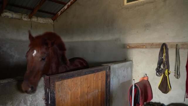 Brown horse inside a rustic stable with wooden stall, horse equipment and natural light creating authentic countryside atmosphere.