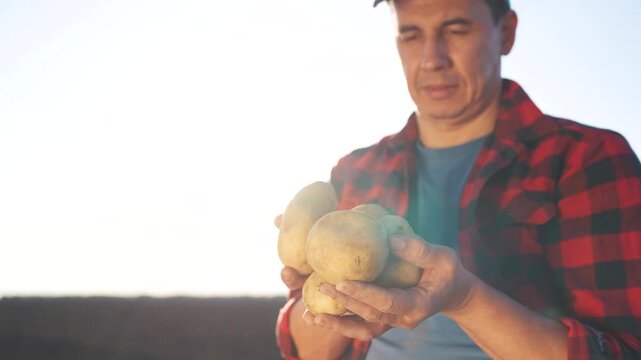 Man holding potatoes in field. Farmer harvesting fresh potatoes with his hands. A flannel shirt with organic vegetables and a crop. Lifestyle a person carrying potatoes in a field.