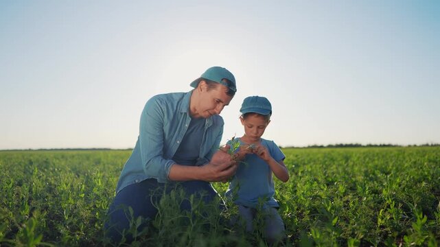 Father and son in field. Father teaching his son how to plant a field. Male bonding outdoors with a cap on kneeling. A father and his son are in a meadow lifestyle.