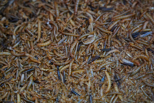 Barley worms and bread worms are being raised
