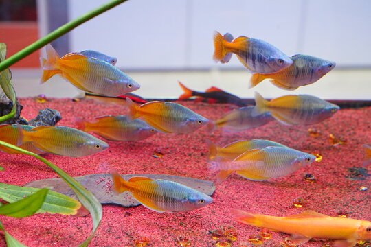 Colorful skirt fish, schools of fish, wandering freely