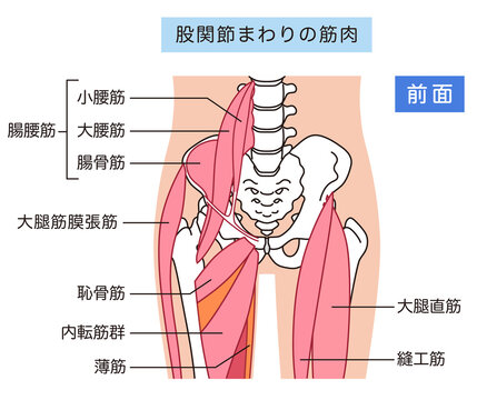 股関節まわりの筋肉（前面）　腸腰筋　内転筋群　大腿直筋